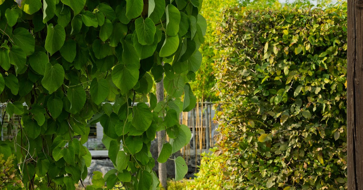 Designing Vertical Gardens to Combat Urban Heat