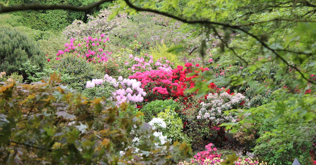 How to Choose the Right Native Plants for Your Landscape