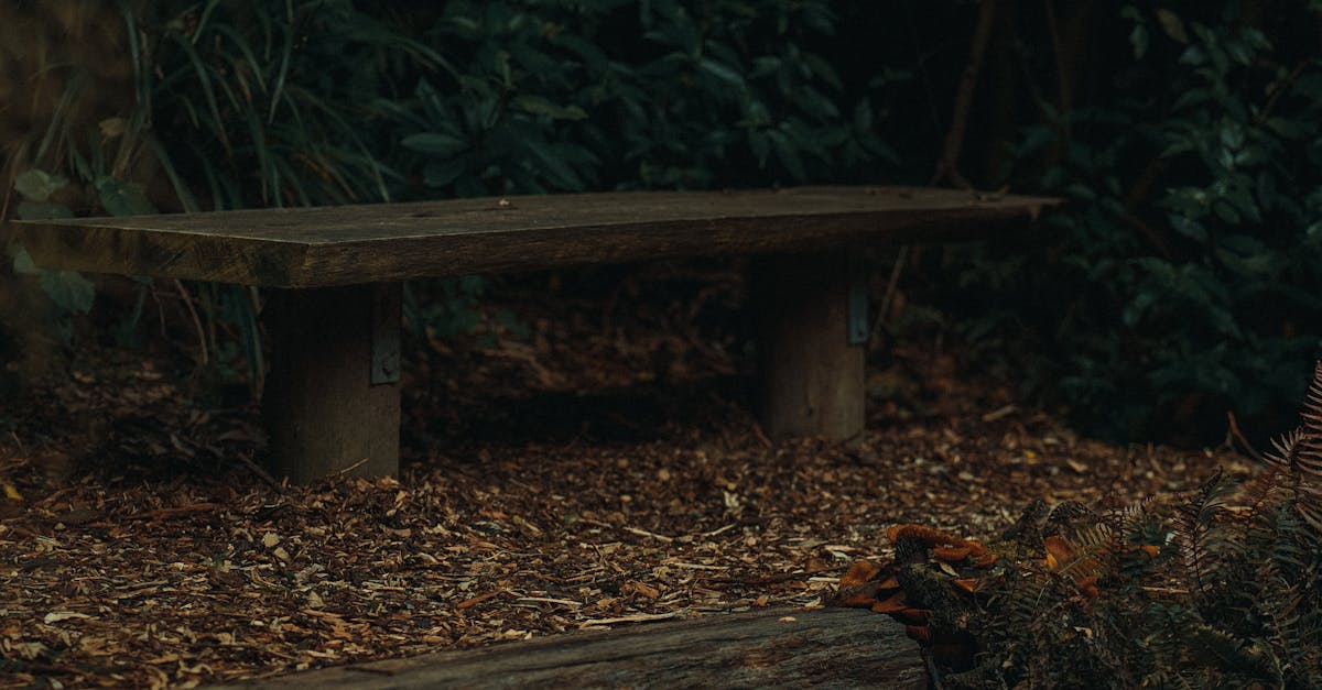 Native Plants for Low-Maintenance Landscaping in Victoria