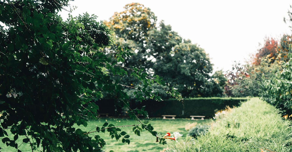 Strategies for Enhancing Biodiversity in Urban Gardens