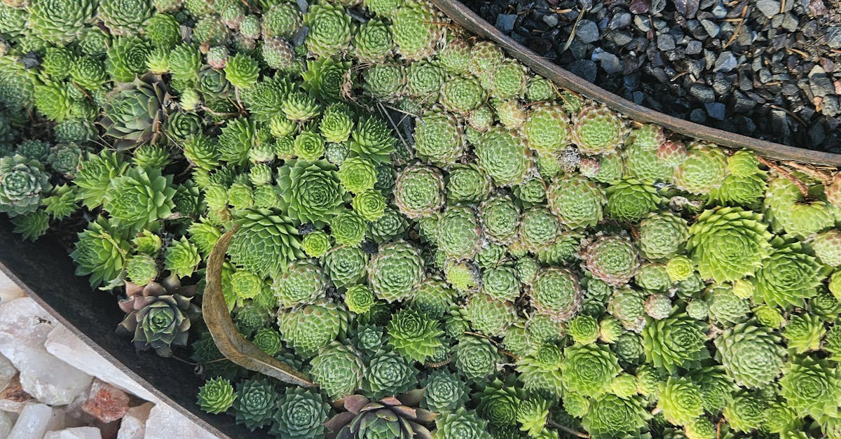 Sustainable Materials for Constructing Green Roofs