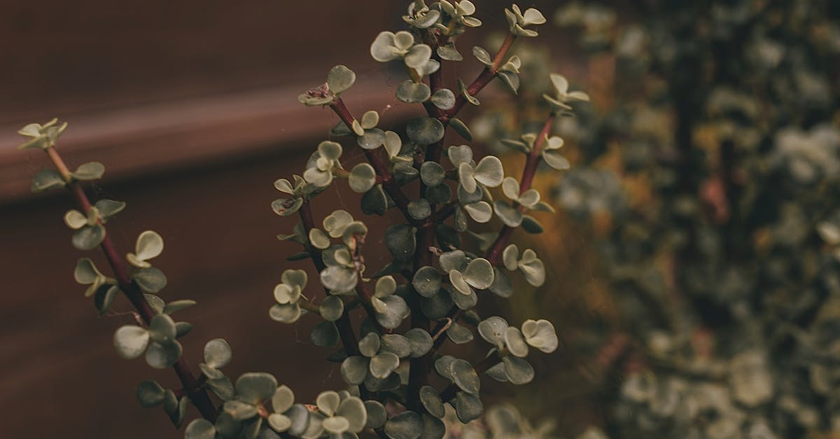 Techniques for Enhancing Soil Structure Through Organic Practices