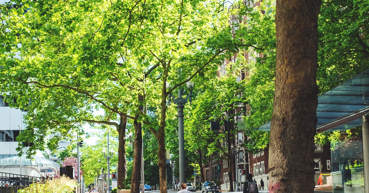 The Art of Creating Reflective Ponds in Your Backyard